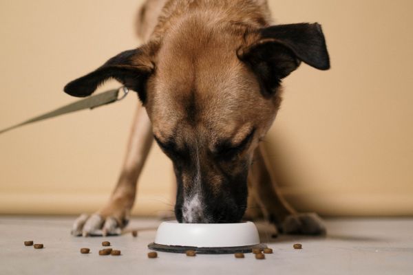 5 meilleures croquettes recommandées pour chiens stérilisés